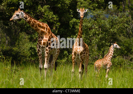 Trois Rothschild Girafe (Giraffa camelopardalis rothschildi), Murchison Falls National Park, de l'Ouganda Banque D'Images