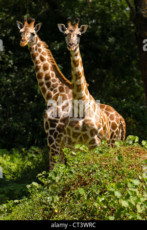 Deux Rothschild Girafe (Giraffa camelopardalis rothschildi), Murchison Falls National Park, de l'Ouganda Banque D'Images