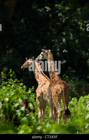 Deux jeunes Rothschild Girafe (Giraffa camelopardalis rothschildi), Murchison Falls National Park, de l'Ouganda Banque D'Images