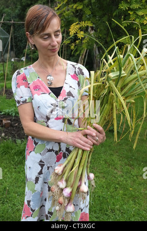 Une femme d'âge moyen dans un jardin cornouaillais détient quelques ail fraîchement creusée Banque D'Images