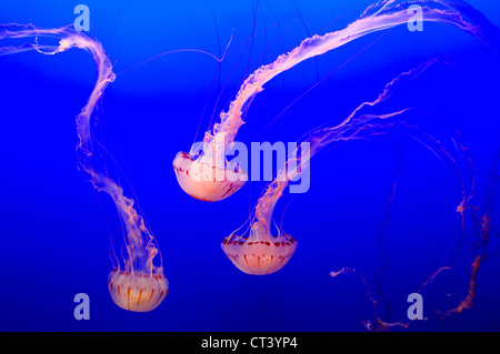 Trio de magnifiques, délicats et de couleur transparente (jelleyfish) scyphozoaires nageant dans un contexte océanique bleu Banque D'Images