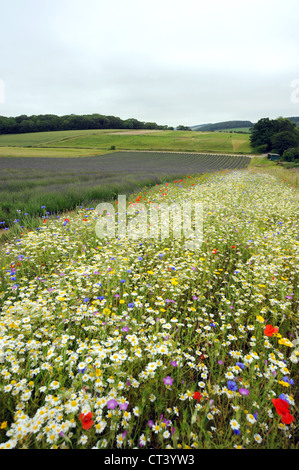Fleurs sauvages se développer à côté du champ de lavande à Lordington ferme près de Chichester, West Sussex UK Banque D'Images