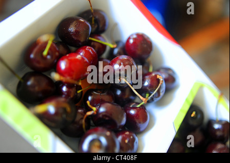 Cerises rouges frais mûrs du Kent, UK Banque D'Images