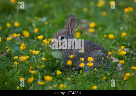 Lapin (Oryctolagus cuniculus). Se nourrir de renoncule rampante (Ranunculus repens). .Juin. Ingham, Norfolk. Banque D'Images