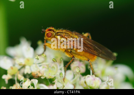 Une couleur jaune-dung fly sur une fleur blanche UK Banque D'Images