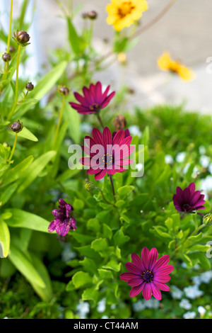 Close-up d'Ostéospermum Nairobi Violet poussant dans un jardin ensoleillé, promenade Sussex en juillet à la frontière Banque D'Images