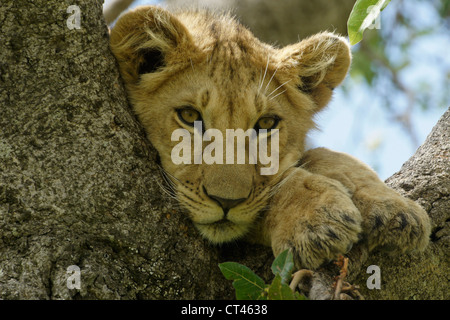 Lion cub (Moja) reposant dans l'arbre, Masai Mara, Kenya Banque D'Images