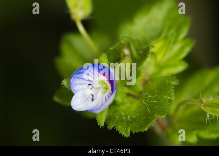 Champ commun-speedwell (Veronica persica) flower Banque D'Images