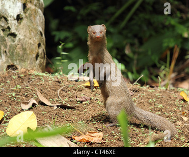 Mongoose curieux Banque D'Images