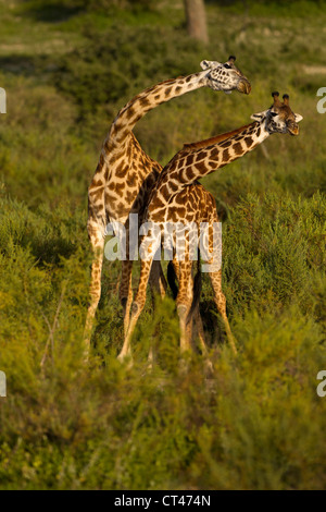 Du sud, la Tanzanie, le Parc National du Serengeti, en Girafe Masaï, Ndutu, Giraffa camelopardalis tippelskirchi, gorges Banque D'Images