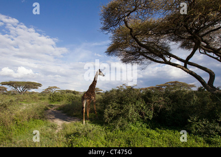 Du sud, la Tanzanie, le Parc National du Serengeti, en Girafe Masaï, Ndutu, Giraffa camelopardalis tippelskirchi, pâturage Banque D'Images