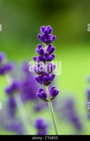 Lavandula angustifolia 'Munstead' pousse dans un jardin anglais. Fleurs de Lavande. Banque D'Images