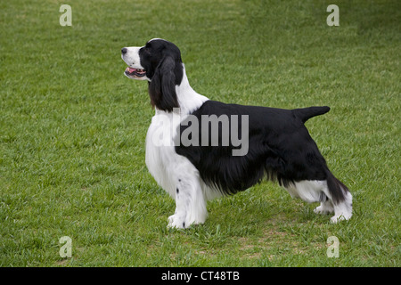 Un noir et blanc English springer spaniel showdog dans 'pile' position à un AKC dog show Banque D'Images