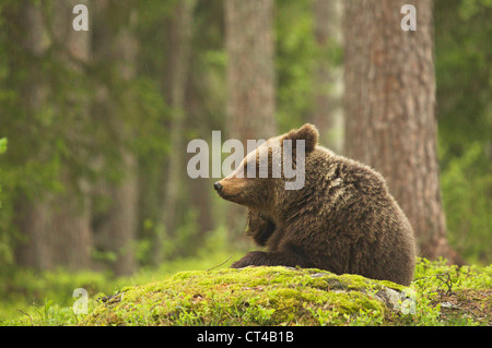 Les jeunes ours brun, Ursus arctos, assis dans la forêt, à Suomussalmi, Finlande Banque D'Images