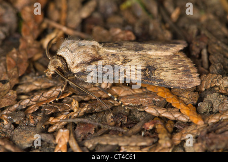 En forme de navette Dart (Agrotis puta) papillon se reposant dans la litière Banque D'Images