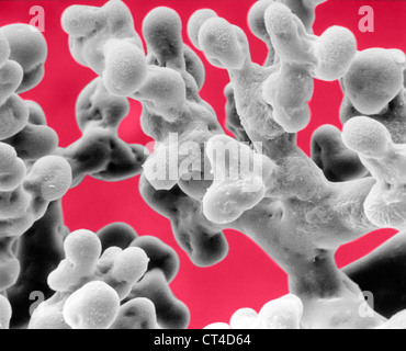 Alvéole pulmonaire, SEM Banque D'Images