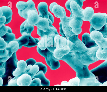 Alvéole pulmonaire, SEM Banque D'Images