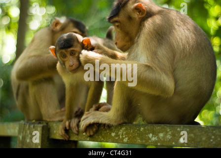 La Malaisie, Bornéo, Damai, à queue de cochon du macaque (Macaca nemestrina) femelle adulte avec bébé, dans la forêt tropicale primaire Banque D'Images