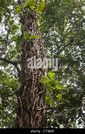 Pacifique Sud, Vanuatu, Port de l'IVL, Ekasup Village. Close-up shot de Banyan Tree. Banque D'Images