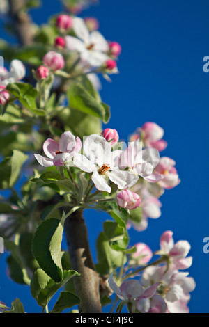 Fleurs de pommier (Malus sp.) Banque D'Images