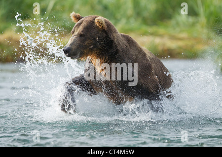 Amérique du Nord, USA, Alaska, géographiques Port, Katmai National Park, l'ours brun ours Grizzly aka Banque D'Images