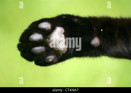 Patte De Chat Photo Stock Alamy Patte De Chat Photo Stock Alamy