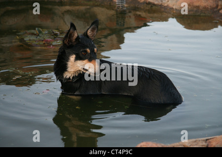 Un Kelpie se rafraîchir dans l'étang après une dure journée dans les paddocks Banque D'Images