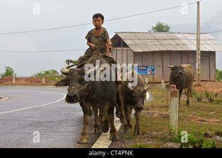 Les enfants vietnamiens non identifiés de l'eau équitation sur buffalo road à Bac Ha, Vietnam Banque D'Images