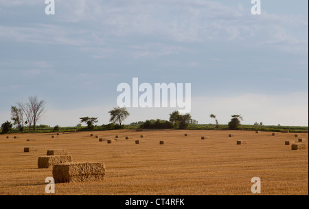 Balles de foin fraîchement en bottes dans un champ agricole sur une belle journée d'été. Banque D'Images