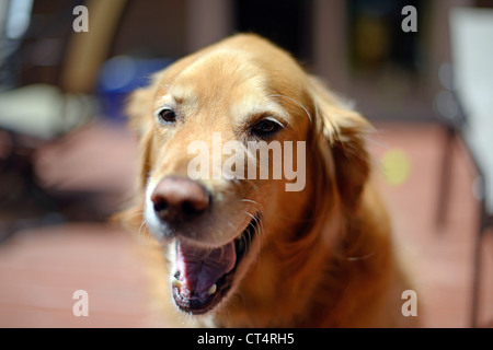 Un chien Golden Retriever sur un pont arrière-cour. Banque D'Images