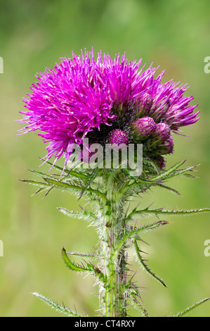 Cirsium palustre Marsh Thistle Asteraceae Banque D'Images