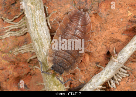 Formulaire rouge de la politique commune de cloporte (Porcellio scaber rugueux) Banque D'Images