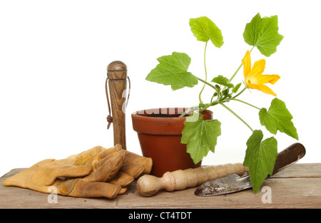 La floraison des plantes et jardin Outils de courgettes sur un banc en bois Banque D'Images