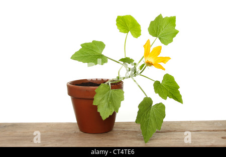 Courgette fleur plante dans un pot en terre cuite sur un banc en bois Banque D'Images