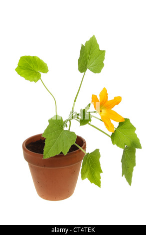 Courgette fleur plante dans un pot en terre cuite blanche contre isolés Banque D'Images