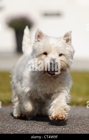 West Highland White Terrier exécutant vers la caméra Banque D'Images