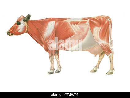 Anatomie de la vache, dessin Banque D'Images