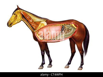 Anatomie des chevaux, dessin Banque D'Images