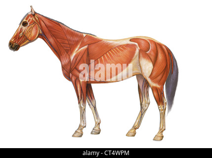 Anatomie des chevaux, dessin Banque D'Images