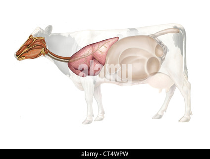 Anatomie de la vache, dessin Banque D'Images