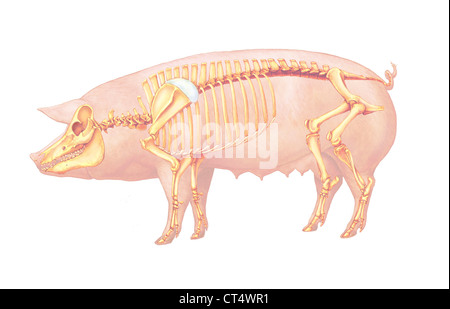 Anatomie du porc, dessin Banque D'Images