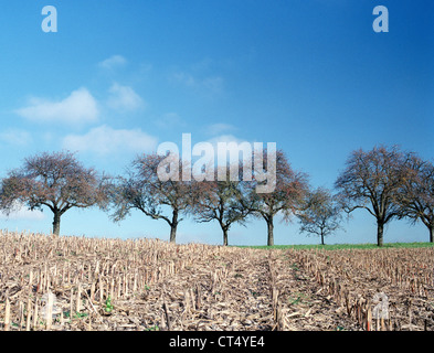 Paysage d'automne avec champ de maïs et arbres abgeerntetem Banque D'Images