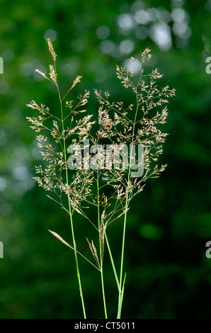 BENT commune Agrostis capillaris (Poaceae) Banque D'Images