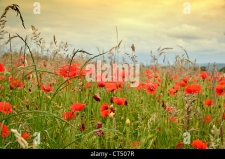 Un champ de coquelicots en fin d'après-midi la lumière dans le Devon Banque D'Images