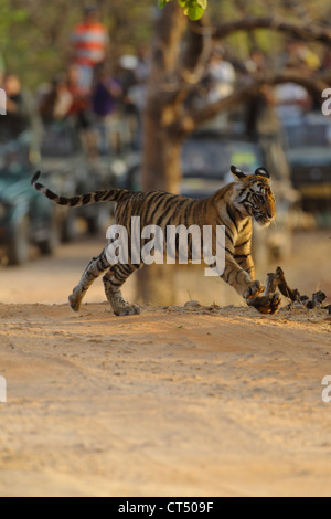 Royal Bengal Tiger Cub dans Bandhavgarh National Park Banque D'Images