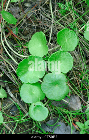 MARSH ombelle Hydrocotyle vulgaris (Apiaceae) Banque D'Images