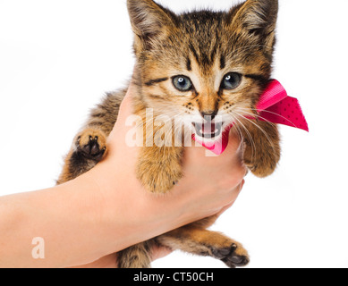 Petit Chaton rayé avec ruban dans le Woman's hands isolated on white Banque D'Images