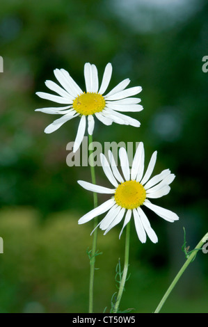 Gros plan d'une plante de Mayweed (tripleurospermum, matricaria) qui s ...