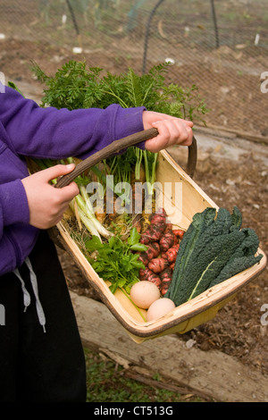 Accueil légumes d'hiver biologiques cultivés dans un trug Banque D'Images