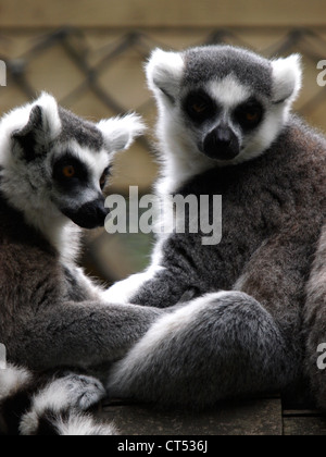 Ring-tailed lémuriens, Lemur catta Banque D'Images